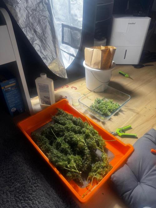 LSD Zamnesia Organic Grow. Week 22