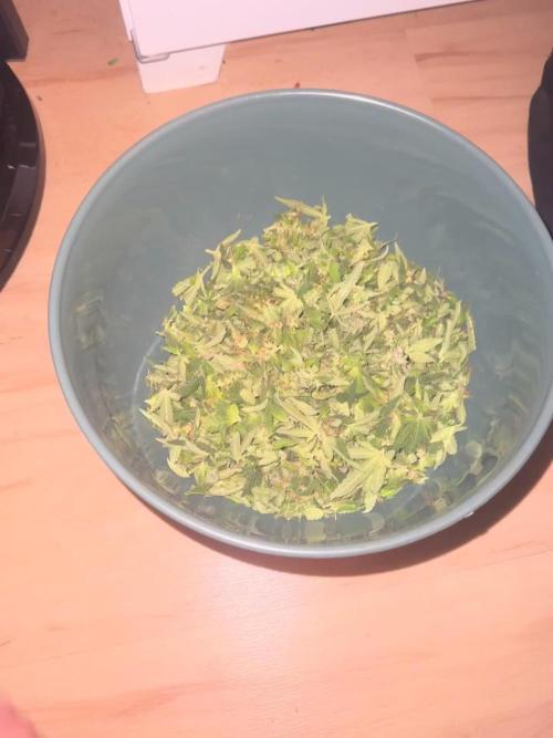 LSD Zamnesia Organic Grow