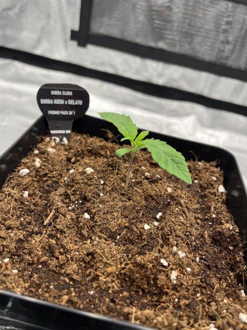 První kolo. Week 1 - Bubba SLush