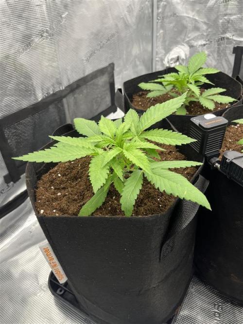 První kolo. Week 2 - Criminal + největší