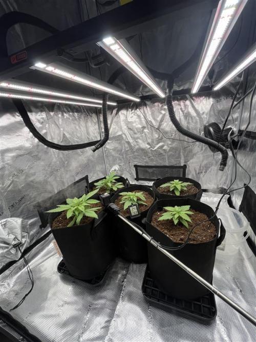 První kolo. Week 2 - Všechny holky