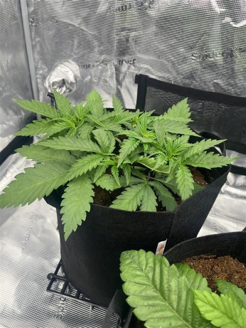 První kolo. Week 3 - Criminal + 3dny po topu a 8hodin po lst 