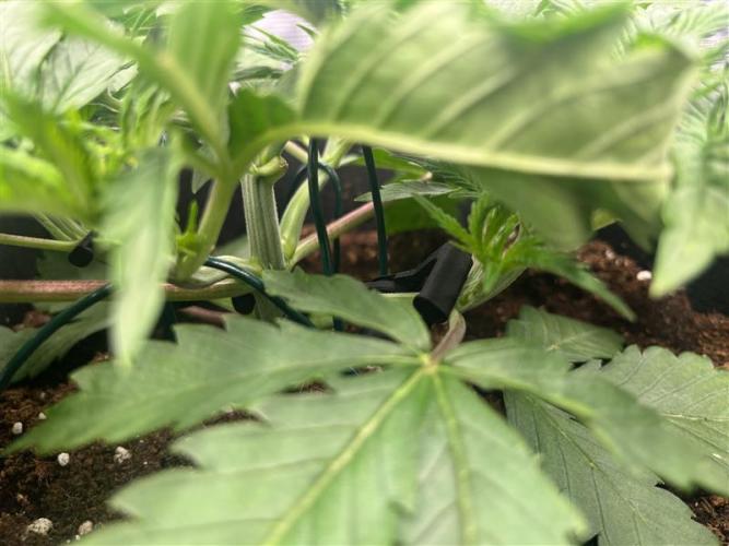 První kolo. Week 3 - Díky kktzedreva za STL na kolínka