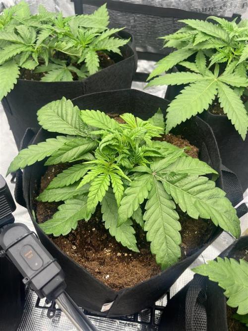 První kolo. Week 3 - bubba slush