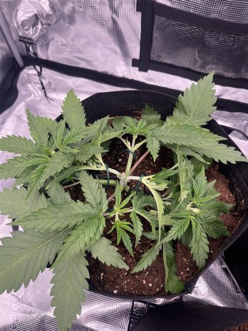 První kolo. Week 3 - topping a lst 