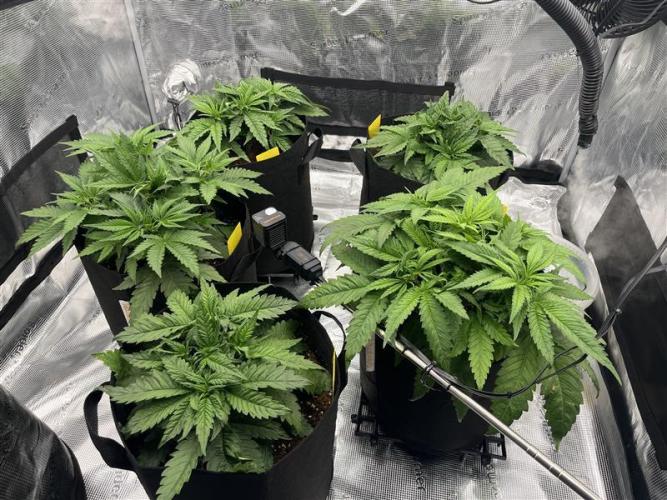 První kolo. Week 4 - před zakrojením