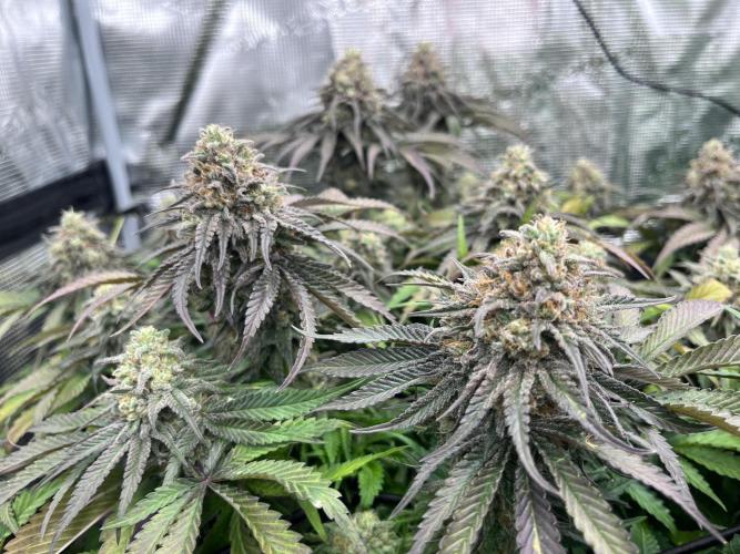 První kolo. Week 13 - Bubba 
