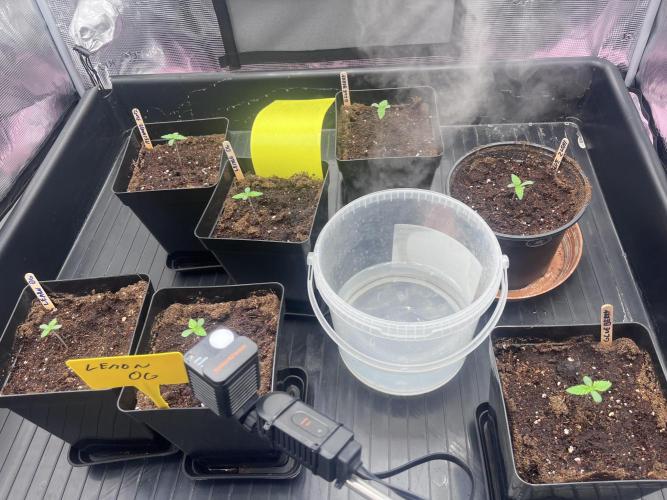 DP second grow. Week 1