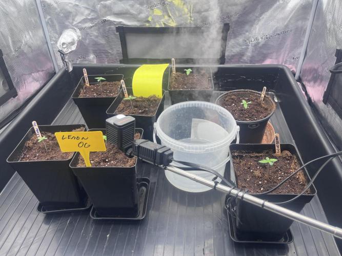 DP second grow. Week 1