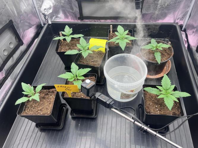 DP second grow. Week 2