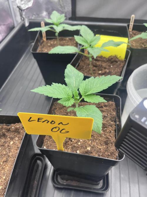 DP second grow. Week 2