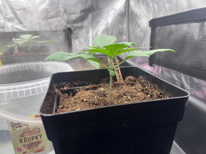 DP second grow. Week 2