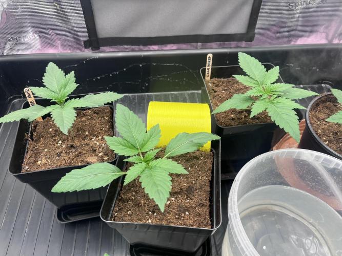 DP second grow. Week 2
