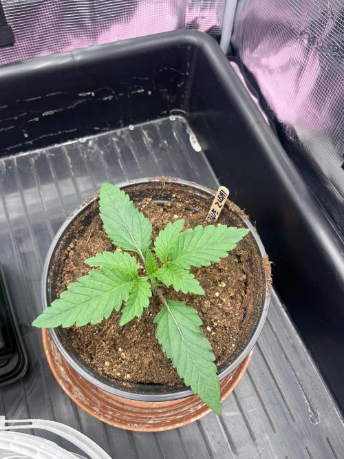 DP second grow. Week 2