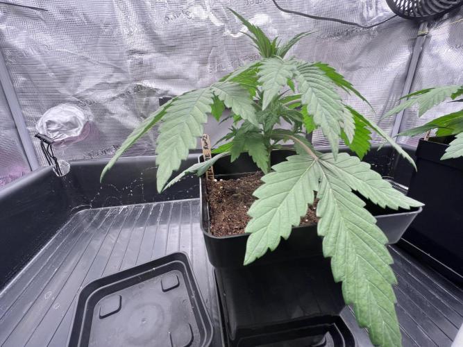 DP second grow. Week 3 - Melonade Runtz