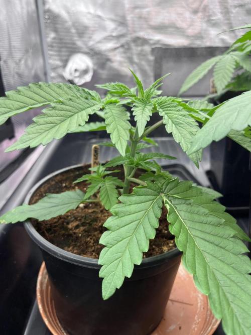 DP second grow. Week 3 - Blue Zushi