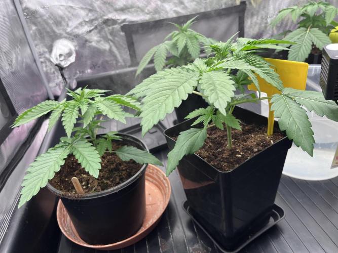 DP second grow. Week 3