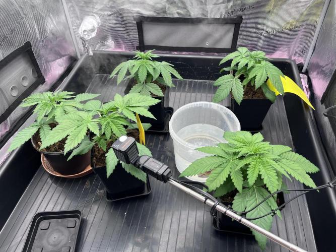 DP second grow. Week 3