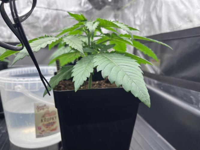 DP second grow. Week 3 - Glueberry 
