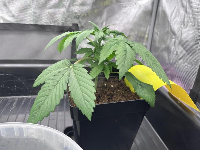 DP second grow. Week 3 - Lemon OG 