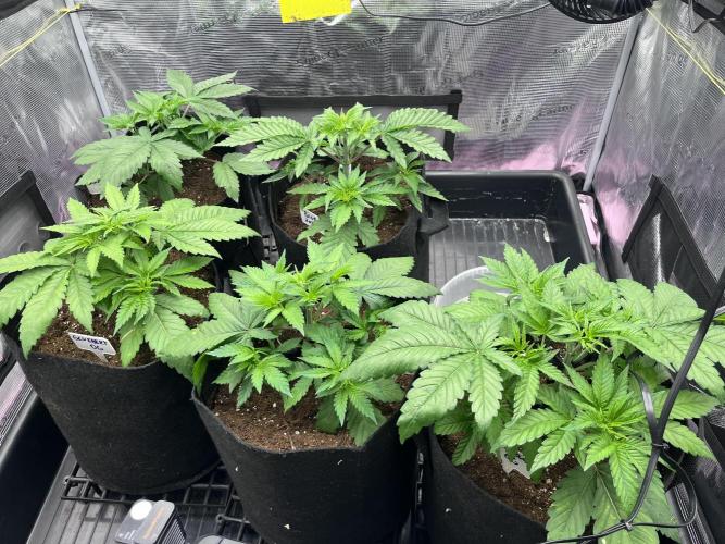 DP second grow. Week 4