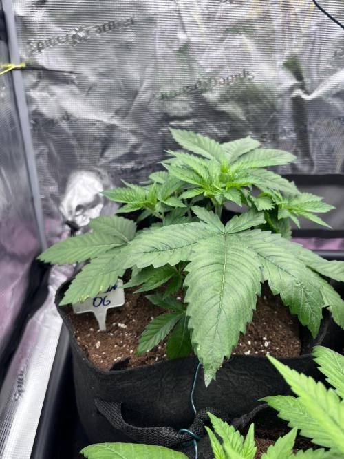 DP second grow. Week 4 - Lmoen OG