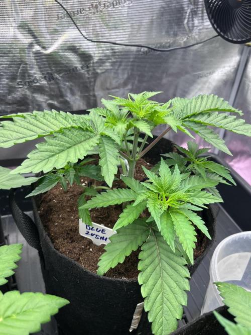 DP second grow. Week 4 - Blue Zushi
