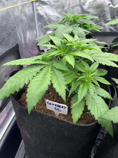 DP second grow. Week 4 - Glueberry OG 