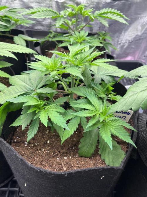 DP second grow. Week 4 - Melonade Runtz
