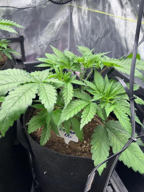 DP second grow. Week 4 - Lemon OG