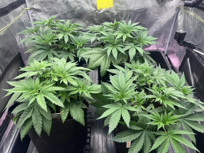 DP second grow. Week 5
