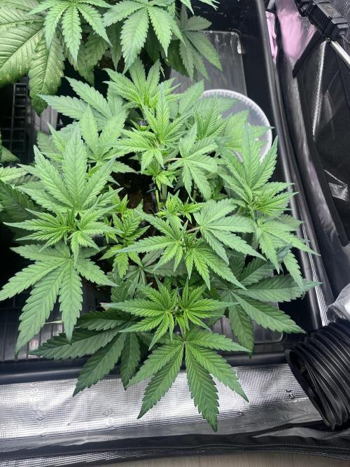 DP second grow. Week 5 - Melonade Runtz