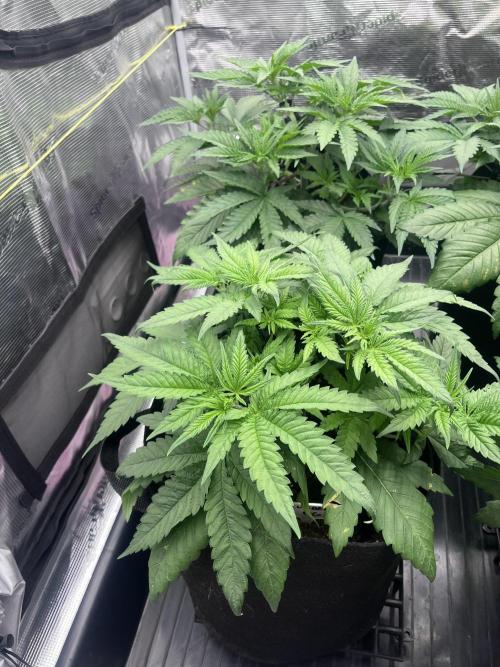 DP second grow. Week 5 - Glueberry OG