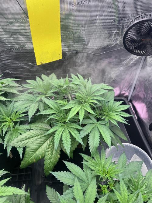 DP second grow. Week 5 - Lemon OG