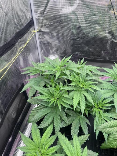 DP second grow. Week 5 - Blue Zushi