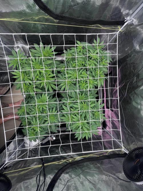 DP second grow. Week 6
