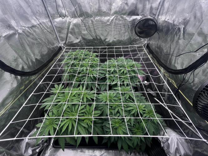 DP second grow. Week 6