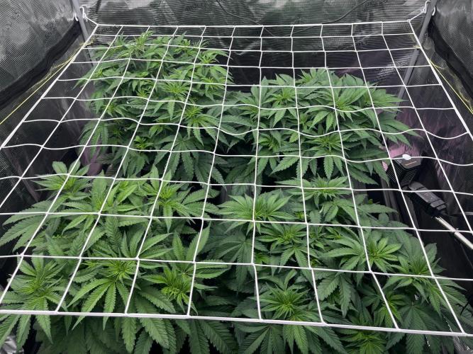 DP second grow. Week 6