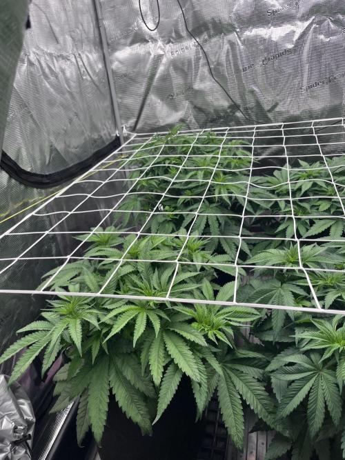 DP second grow. Week 6