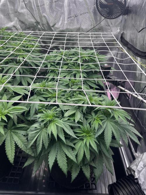 DP second grow. Week 6