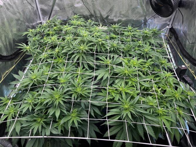 DP second grow. Week 7