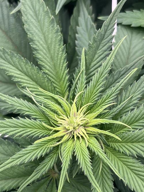 DP second grow. Week 7 - Melonade Runtz