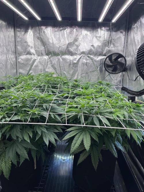 DP second grow. Week 7