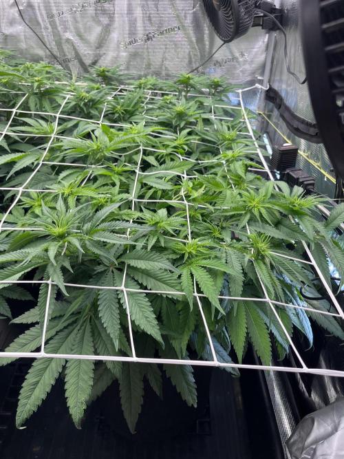 DP second grow. Week 7 - Glueberry OG