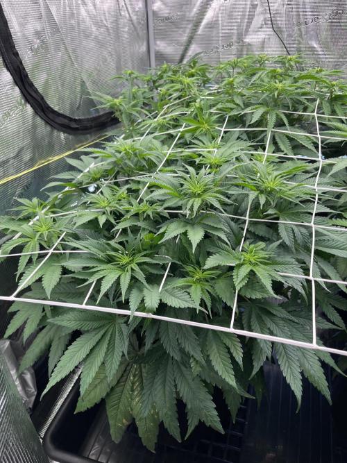 DP second grow. Week 7 - Lemon OG