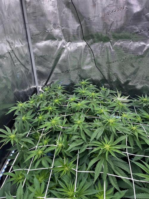 DP second grow. Week 7 - Blue Zushi