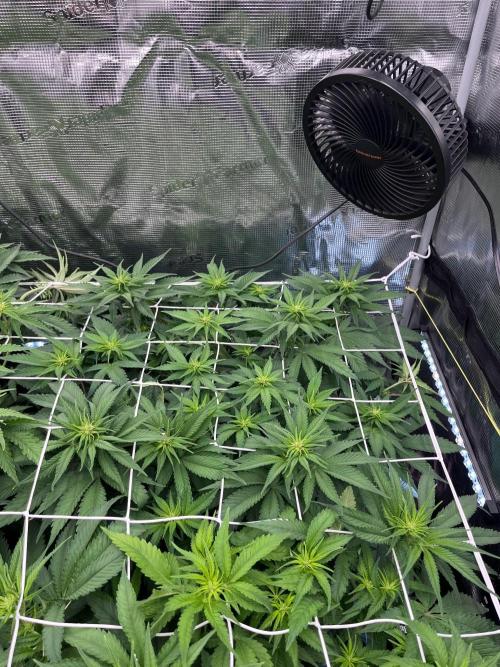 DP second grow. Week 7 - Melonade Runtz