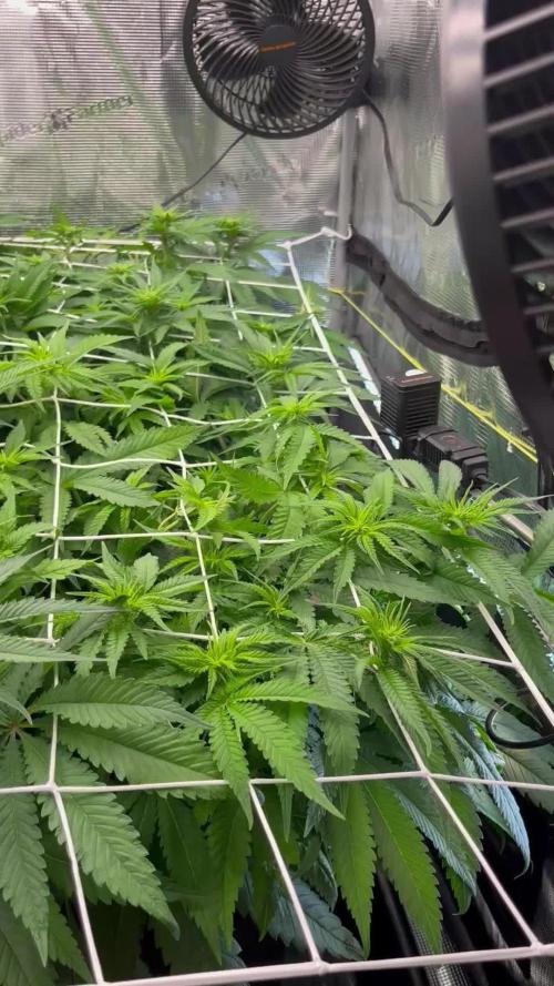 DP second grow