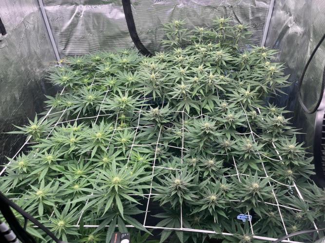 DP second grow. Week 8