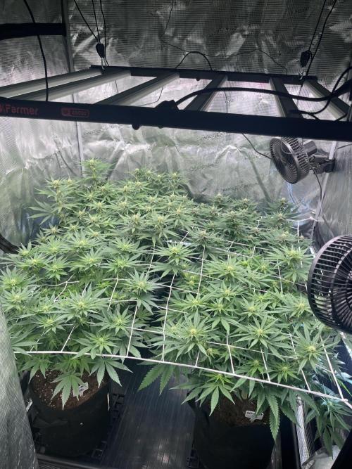 DP second grow. Week 8